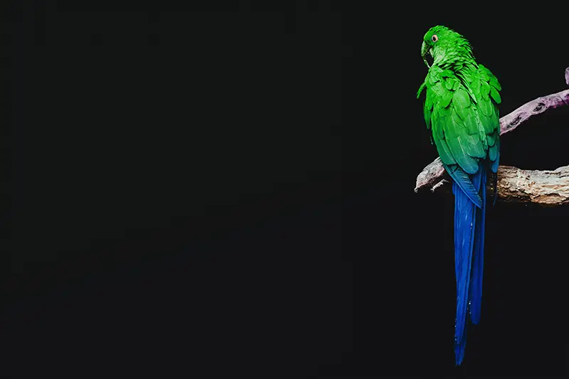 Parrot